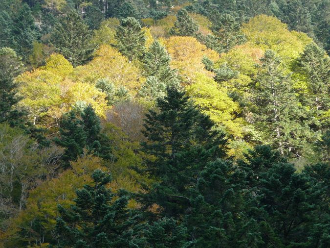 automne en vallée de Rioumajou Hautes Pyrénées