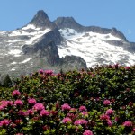 Vallée d'Aure : Néouvielle et ses névés avec en premier plan des rhododendrons