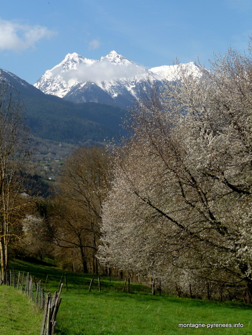 merisiers en fleurs sur fond de pic d'Aret et de Tramezaygues