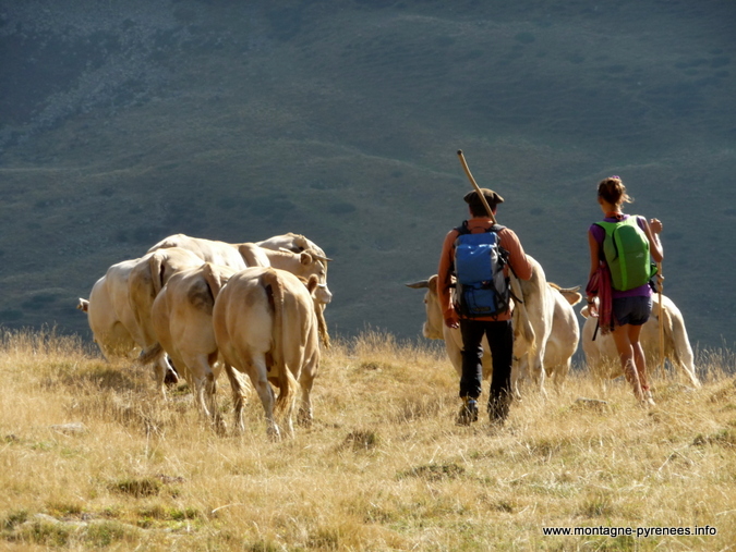 transhumance, blondes d'Aquitaine