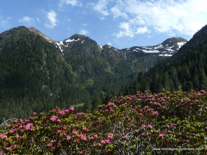 Rhododendrons ferrugineux en vallée de Rioumajou - Hautes-Pyrénées