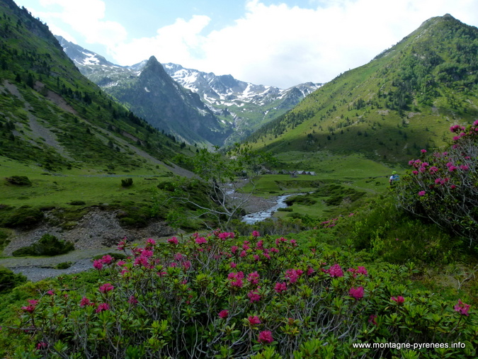 Rhododendrons ferrugineux en vallée du Moudang - Pyrénées