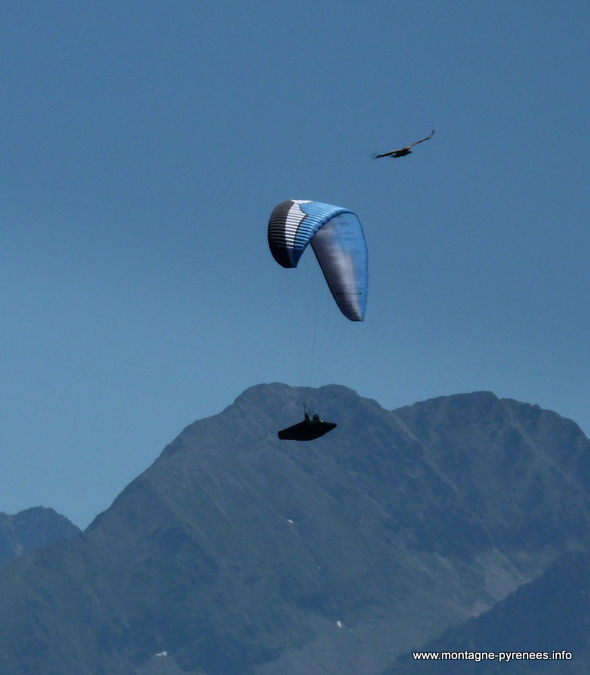 vautour et parapentes dans le ciel de la vallée d'Aure