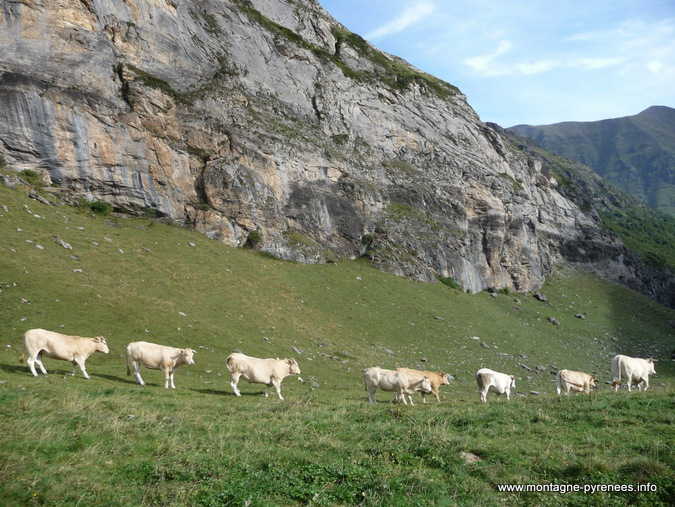 transhumance en haute vallée d'Aure Pyrénées 