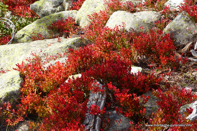 myrtille rousse à Aubert néouvielle Pyrénées