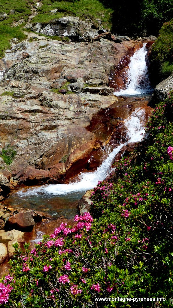 rhododendrons ferrugineux en vallée du Moudang