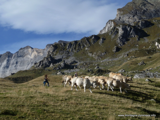 transhumance en  pyrénées vallée de la Gela