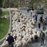 Transhumance de moutons en vallée d'Aure