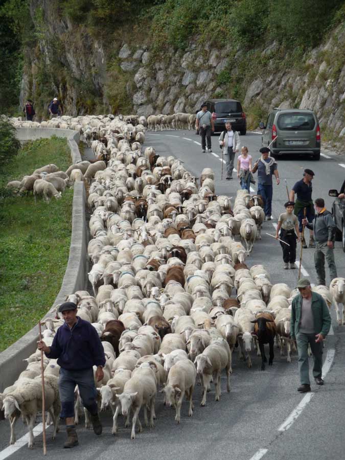 Transhumance de moutons en vallée d'Aure