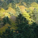 automne en vallée de Rioumajou Hautes Pyrénées