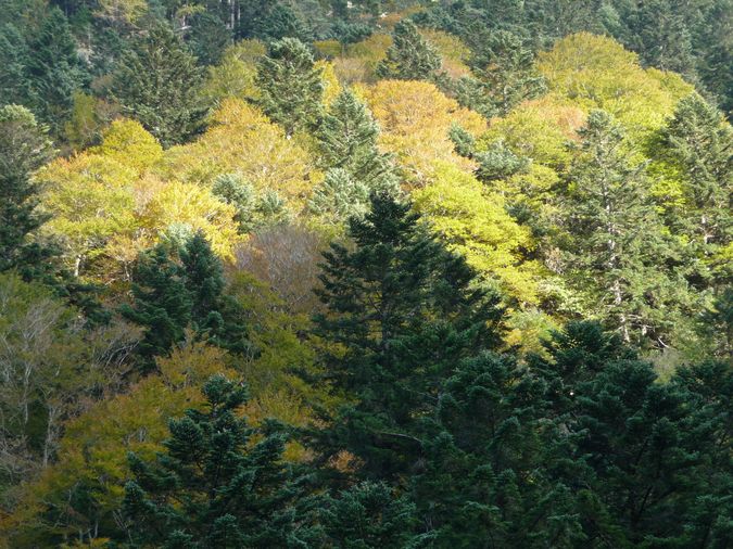 Automne en Rioumajou