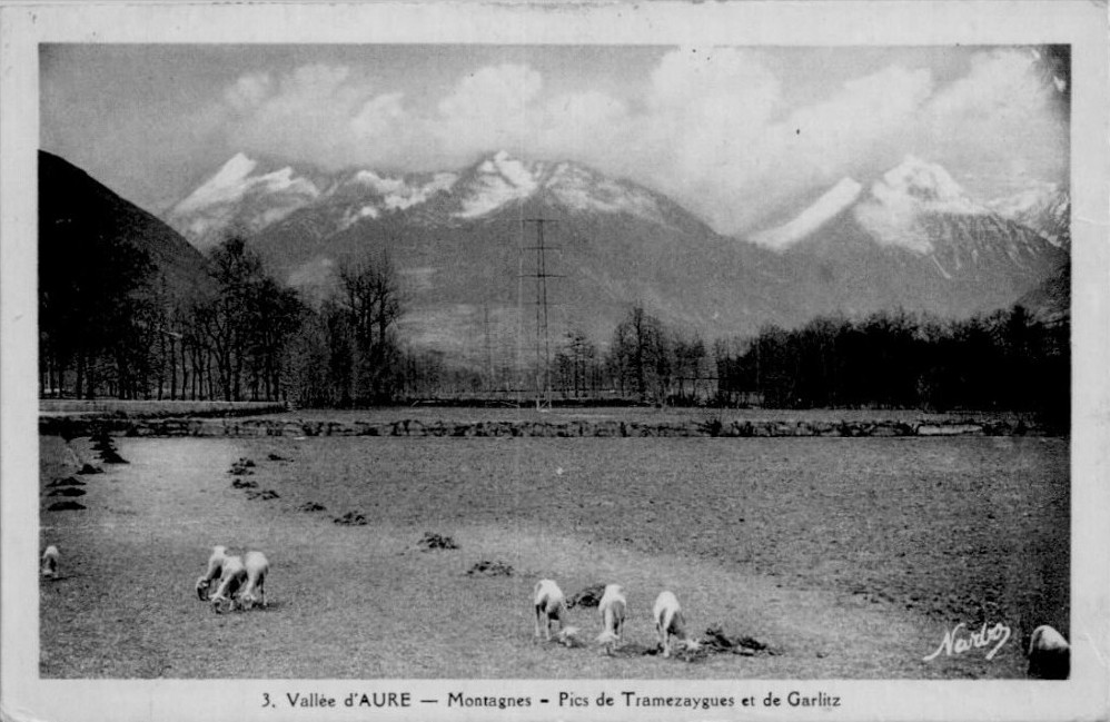 Brebis dans la lande de Guchan