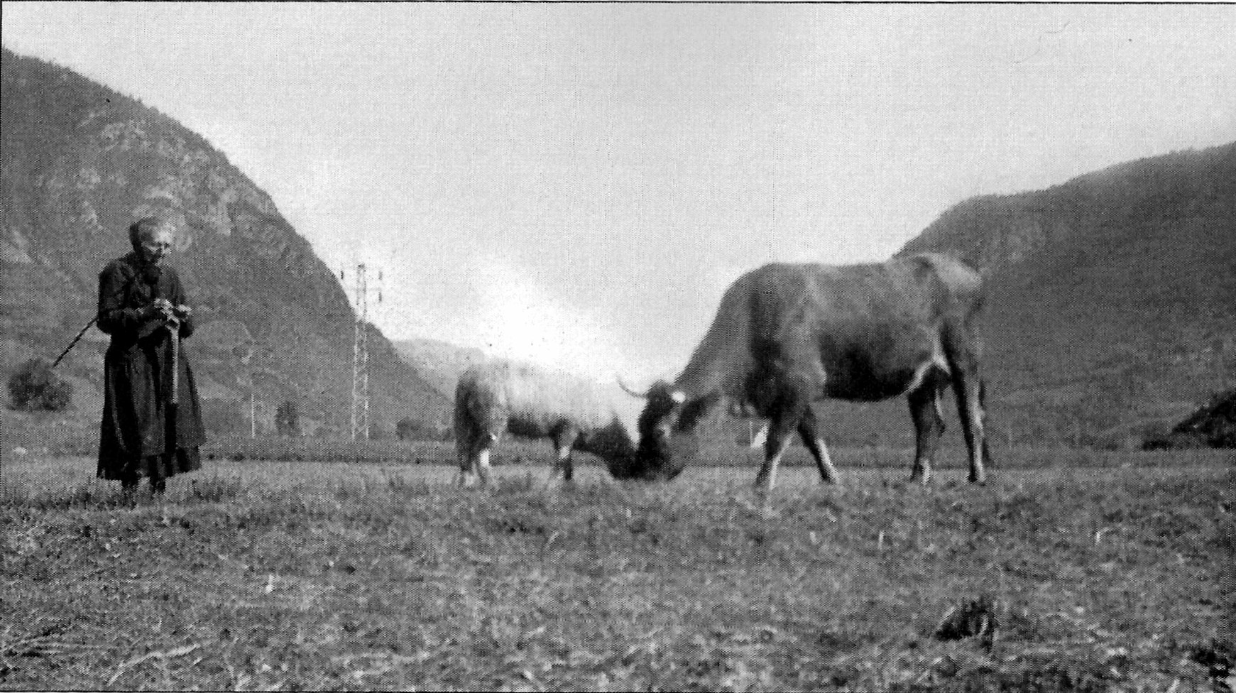 Les vaches et la tricoteuse