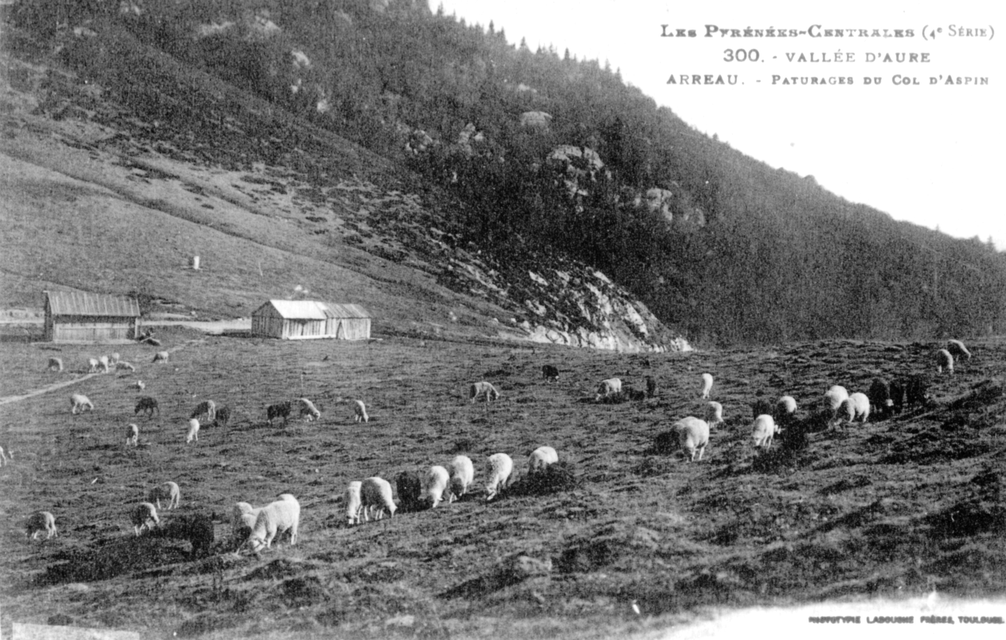 Pâturages au col d'Aspin