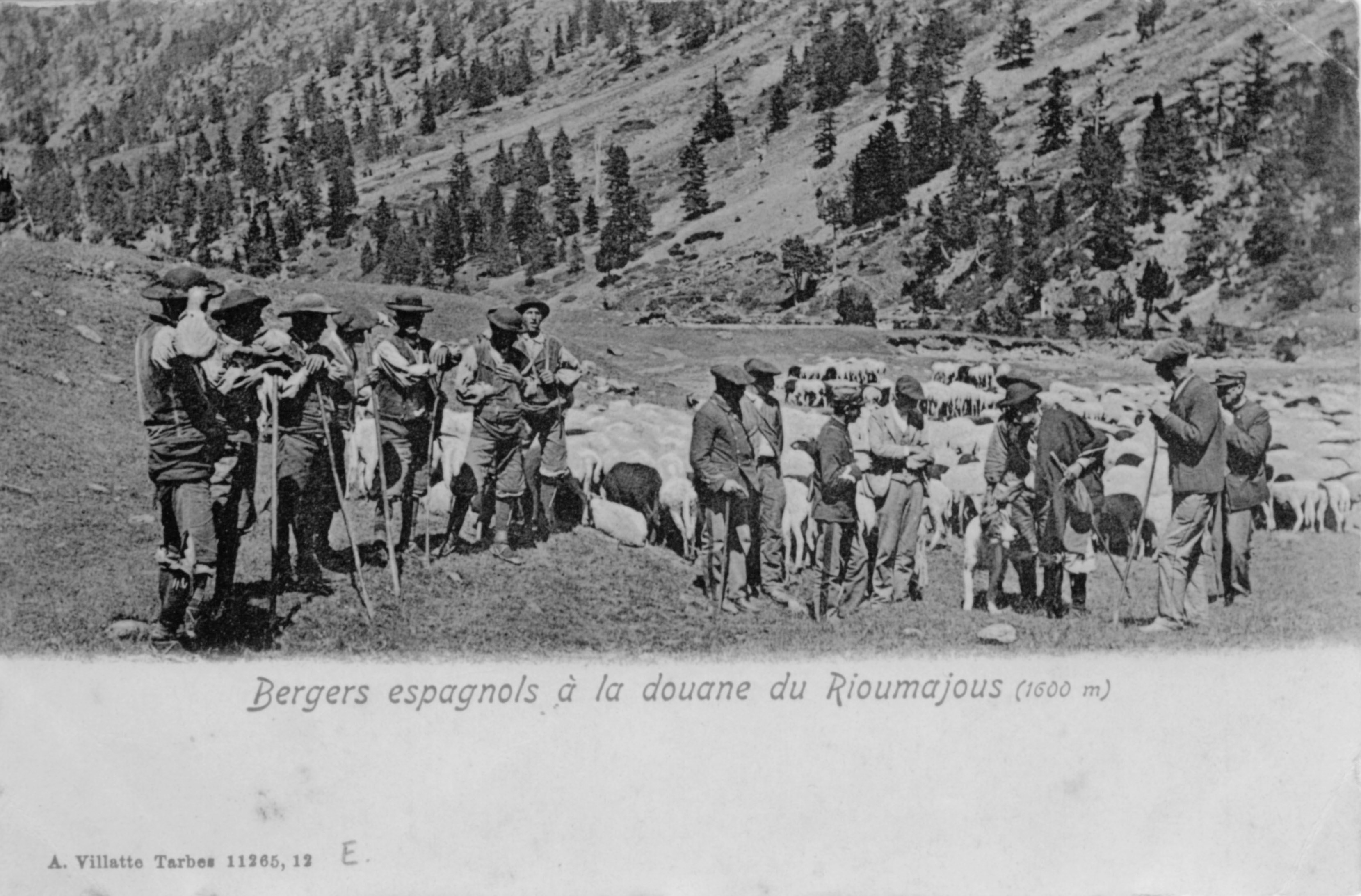 Les bergers et la douane